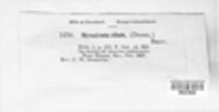 Microstroma album image